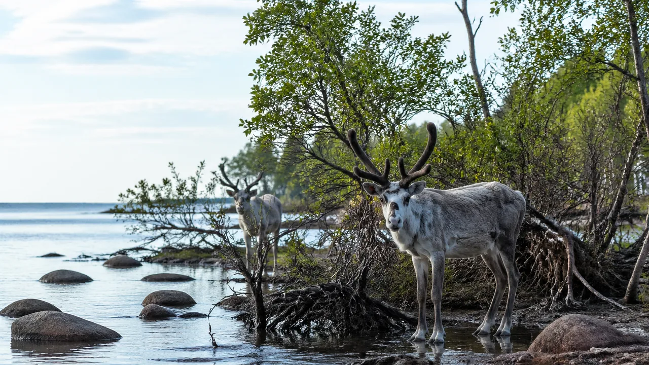 北欧理事会、独自GPUの発熱でフィンランド全土が亜熱帯化、トナカイがマングローブに適応
