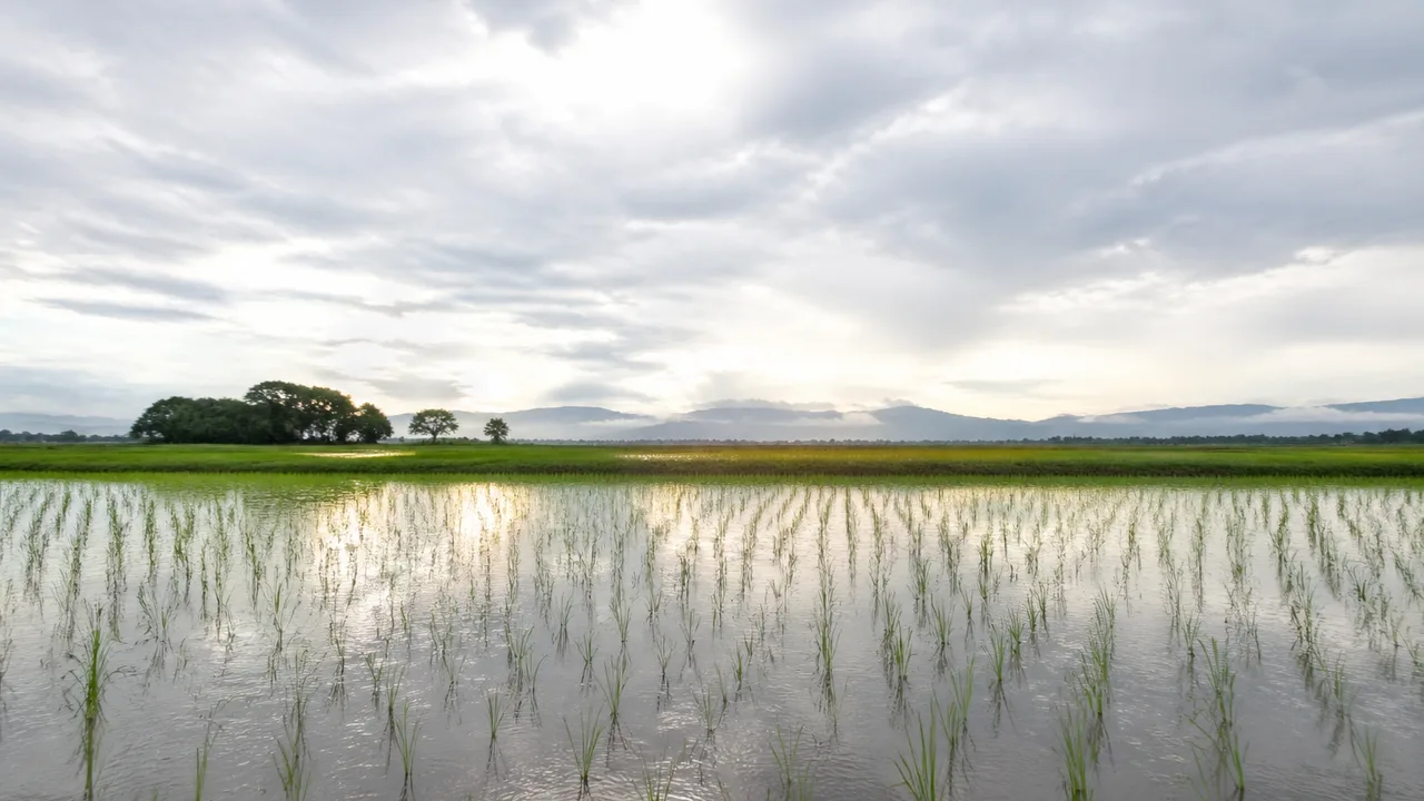 アカデミー賞音響賞、3年連続で「新潟県魚沼市の6月14日午前4時の雨」が受賞